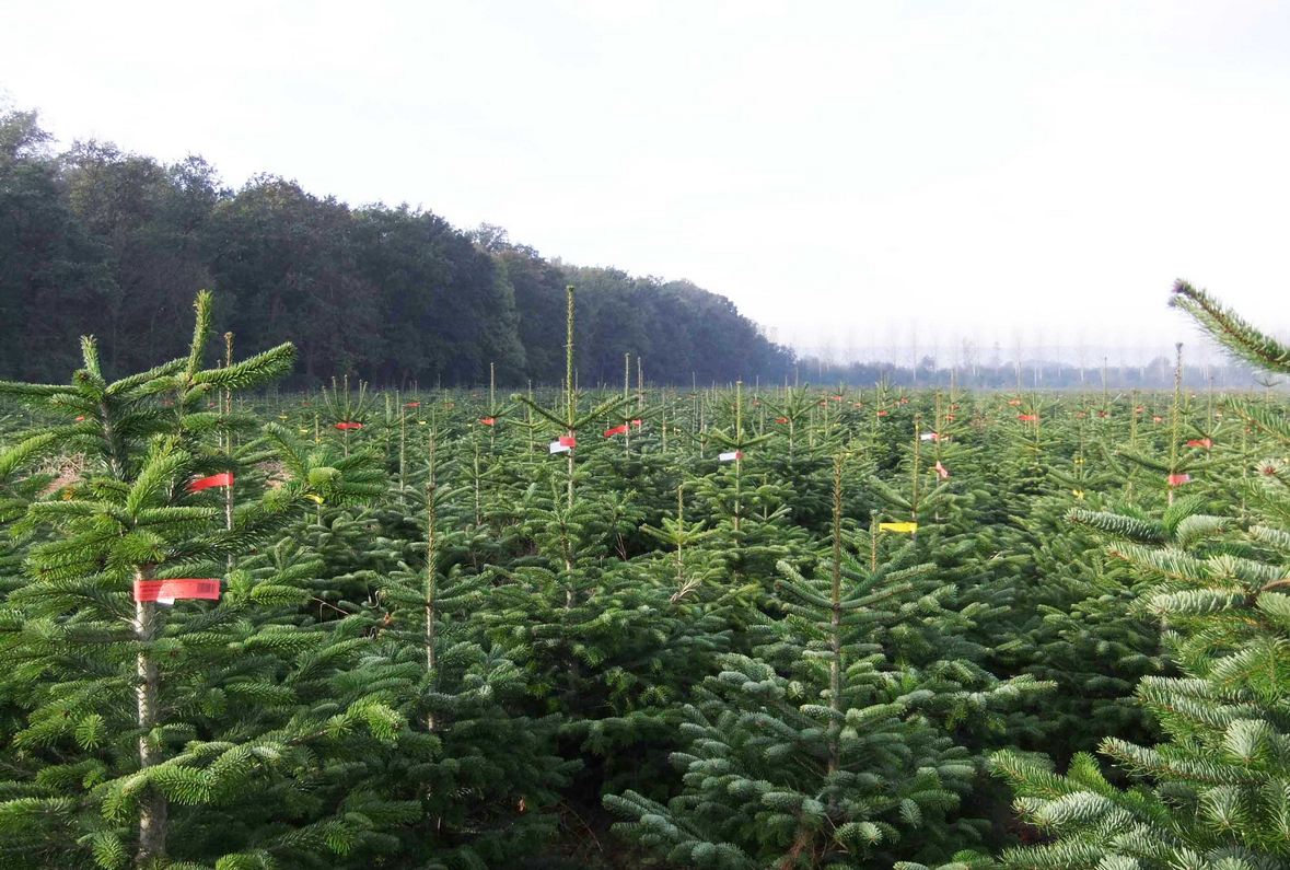 6,5 millions de sapins naturels ont été vendus l'an dernier en France