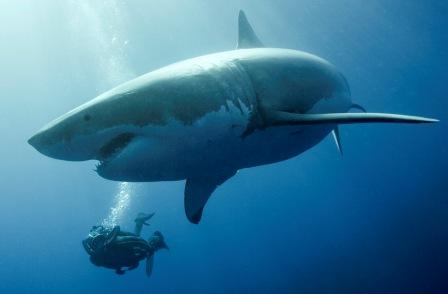 Le requin blanc : le voir en Méditerranée ?