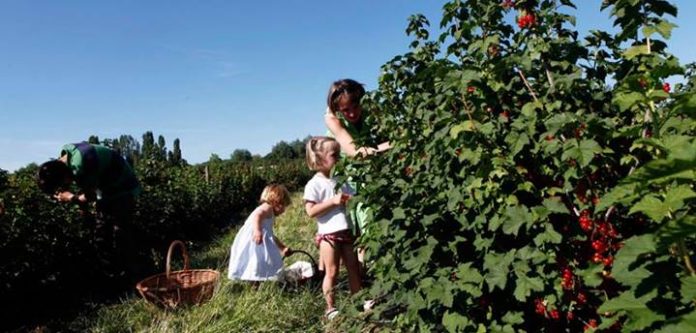 Ferme de Gally - Cueillette des fruits rouges en famille