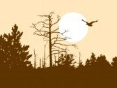 L'oiseau et l'enfant, un livre de Charlotte de Saint Alban.
