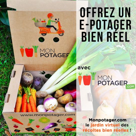 Cadeaux écologiques pour Noël