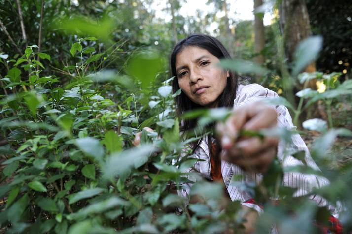 Stevia : le temps de la négociation avec Coca-Cola