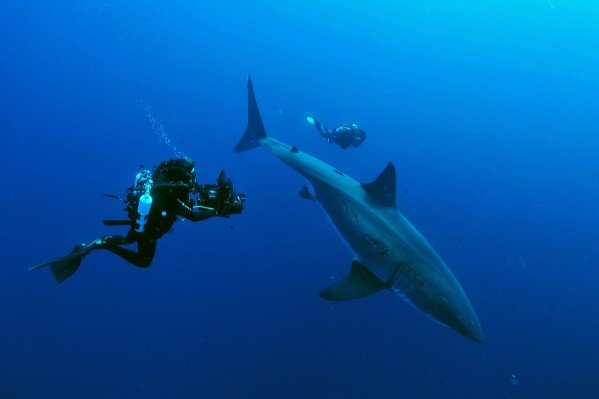 Nager avec Le grand requin blanc ?  Aie confiance …!