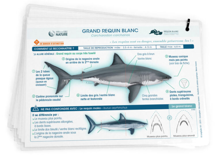 Requins de  Méditerranée : quelle réglementation ?