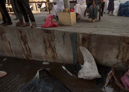 Ailerons de requins : le massacre continue !