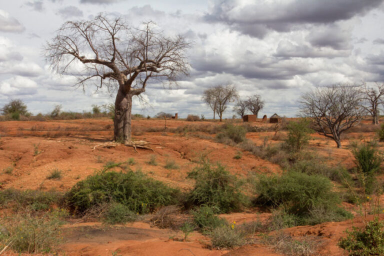 La désertification, un phénomène réversible