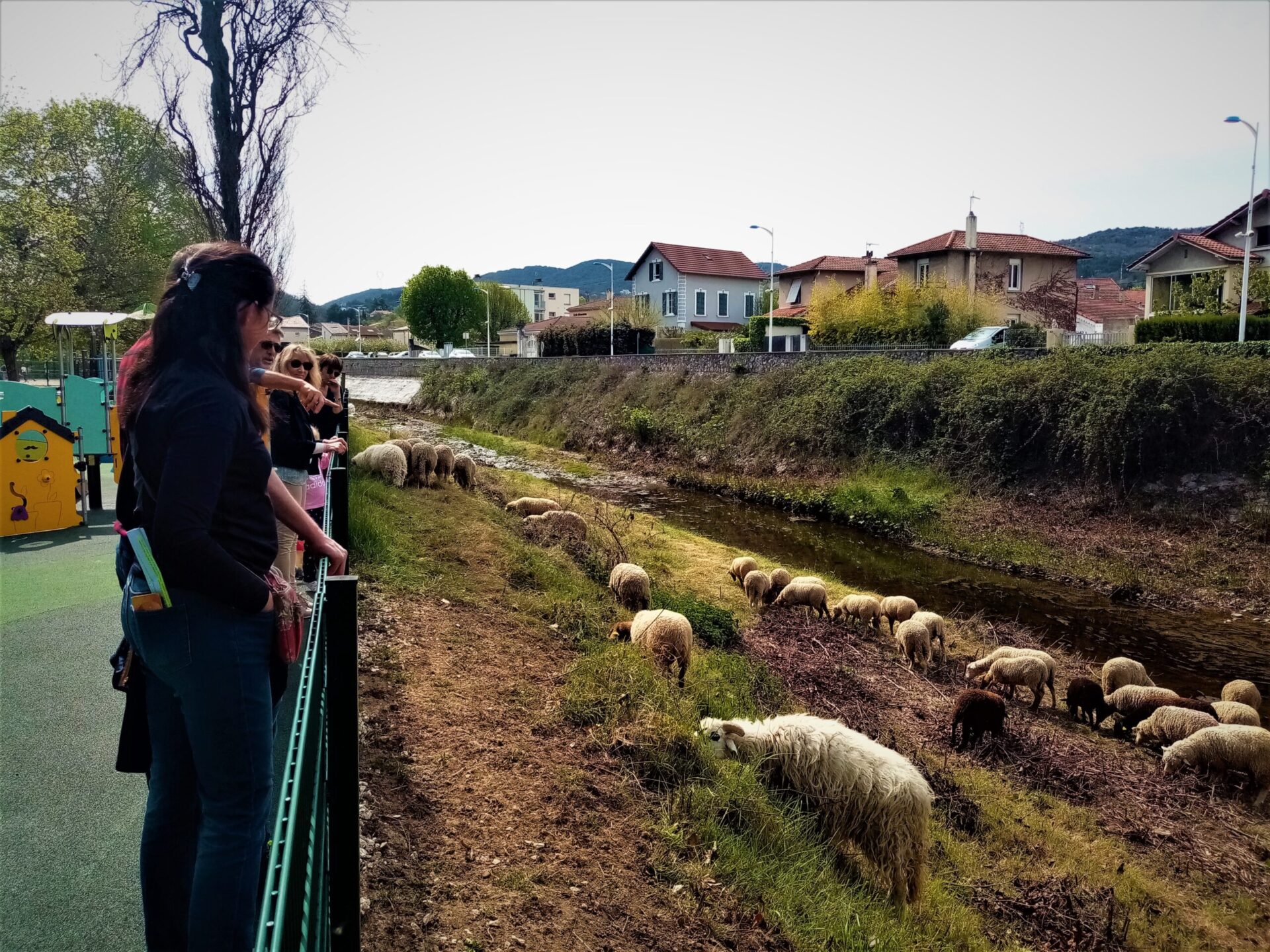 Les brebis se trouvent dans la rivière du Mialan à Saint-Péray.