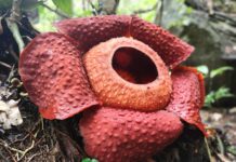 Rafflesia ©Gunung Gading National Park|Rafflesia ©Gunung Gading National Park|Rafflesia ©Gunung Gading National Park|Rafflesia ©Gunung Gading National Park