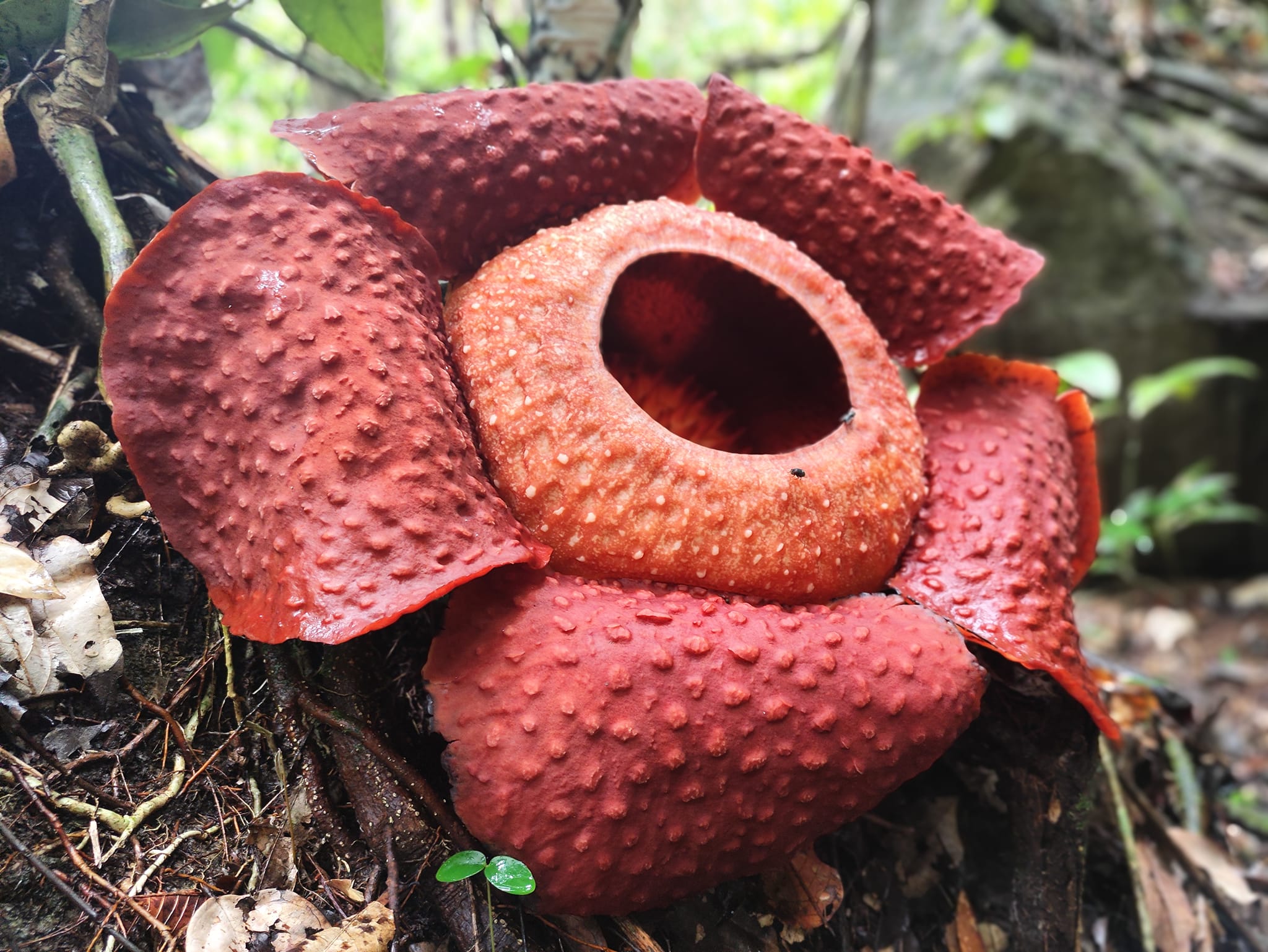 La Rafflesia Arnoldii – Rencontre avec la plus grande fleur du monde ...