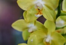 Les Orchidées Sauvages : Un Trésor de la Biodiversité Tropicale|Les Orchidées Sauvages : Un Trésor de la Biodiversité Tropicale|Les Orchidées Sauvages : Un Trésor de la Biodiversité Tropicale