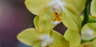 Les Orchidées Sauvages : Un Trésor de la Biodiversité Tropicale|Les Orchidées Sauvages : Un Trésor de la Biodiversité Tropicale|Les Orchidées Sauvages : Un Trésor de la Biodiversité Tropicale