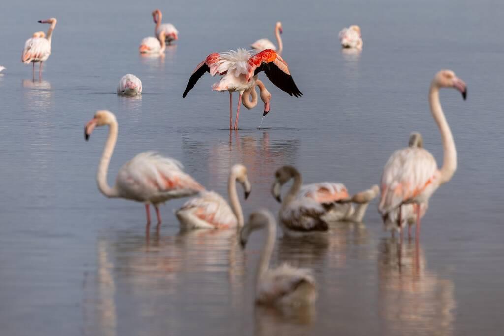 Le Flamant Rose, Le plus Connu des Echassiers Méditerranéens