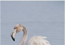 ||Le Flamant Rose