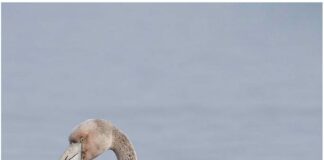 ||Le Flamant Rose