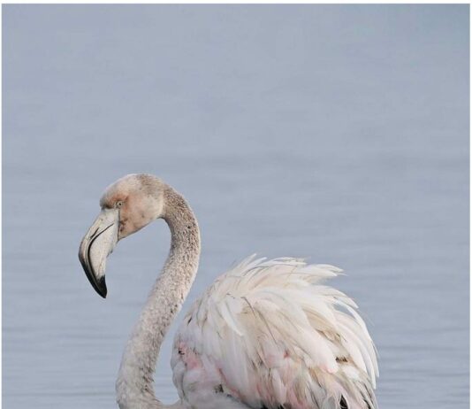 ||Le Flamant Rose