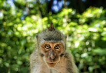 Macaques crabiers • ©Damien_Lafon (Terra Cultura)|Macaques crabiers • ©Damien_Lafon (Terra Cultura)|Macaques crabiers • ©Damien_Lafon (Terra Cultura)