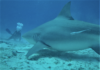 crise requins La Rénion - violation